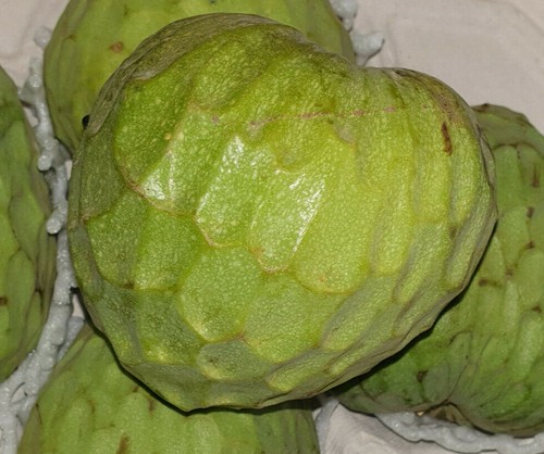 Semi annona cherimoya - semi,